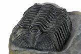 Prone Phacopid (Drotops) Trilobite - Mrakib, Morocco #347267-4